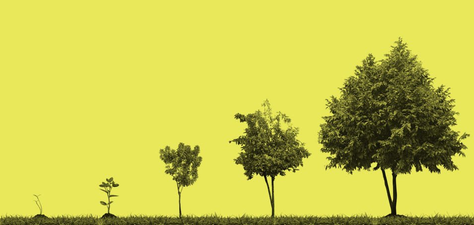 5 trees growing from left to right